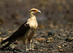 Caracara à tête jaune