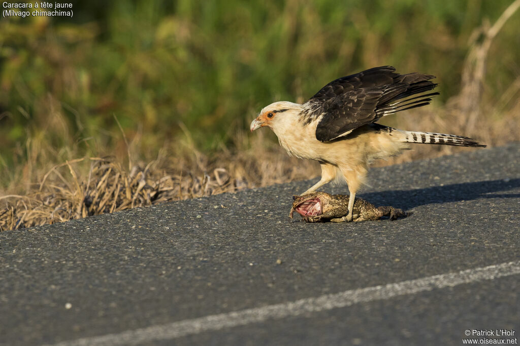 Caracara à tête jaune