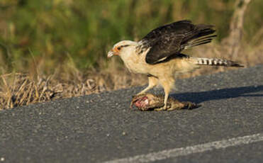 Caracara à tête jaune