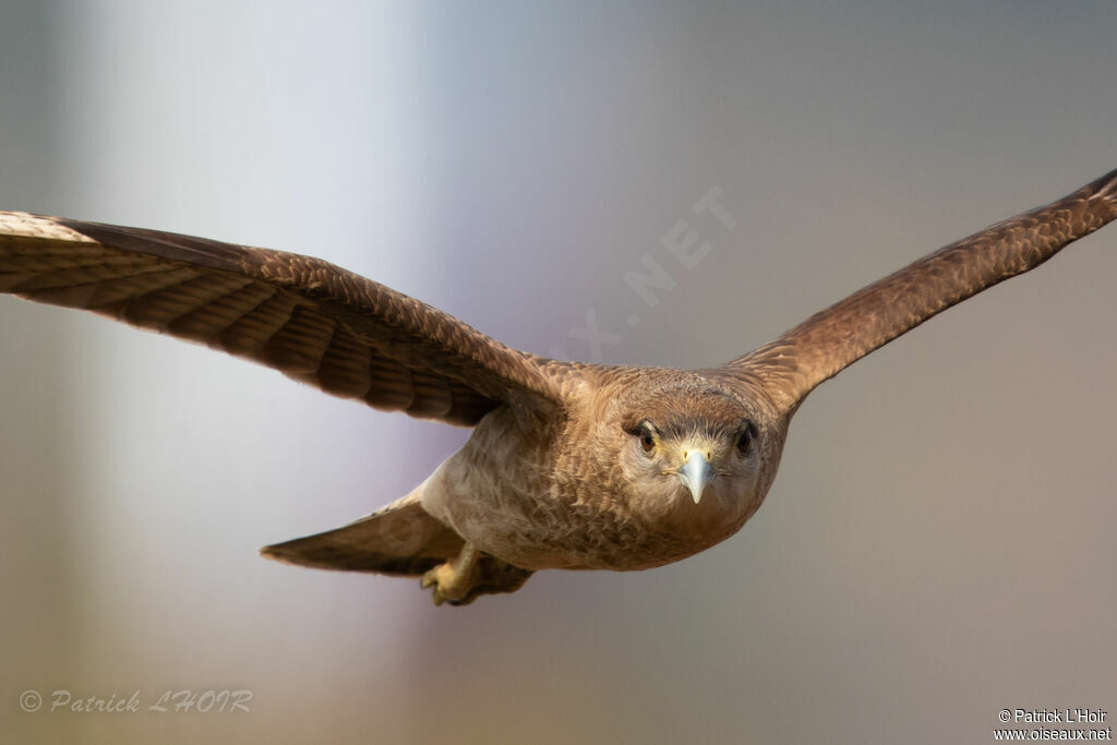 Caracara chimango