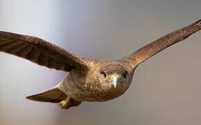 Chimango Caracara