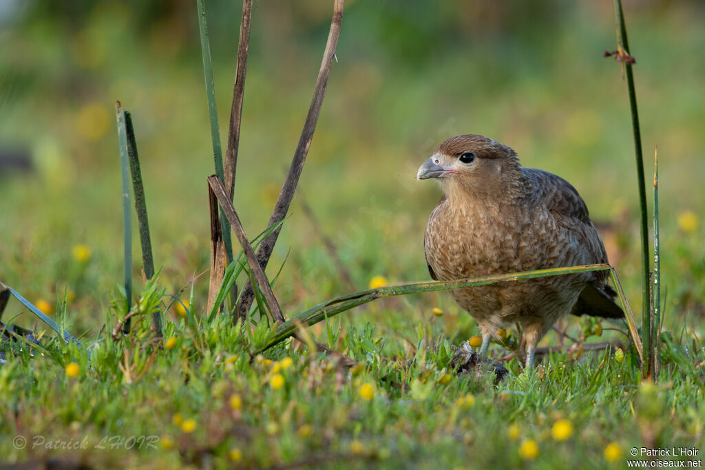 Chimango Caracara