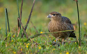 Caracara chimango