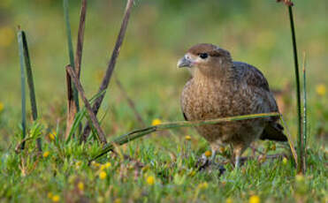 Caracara chimango