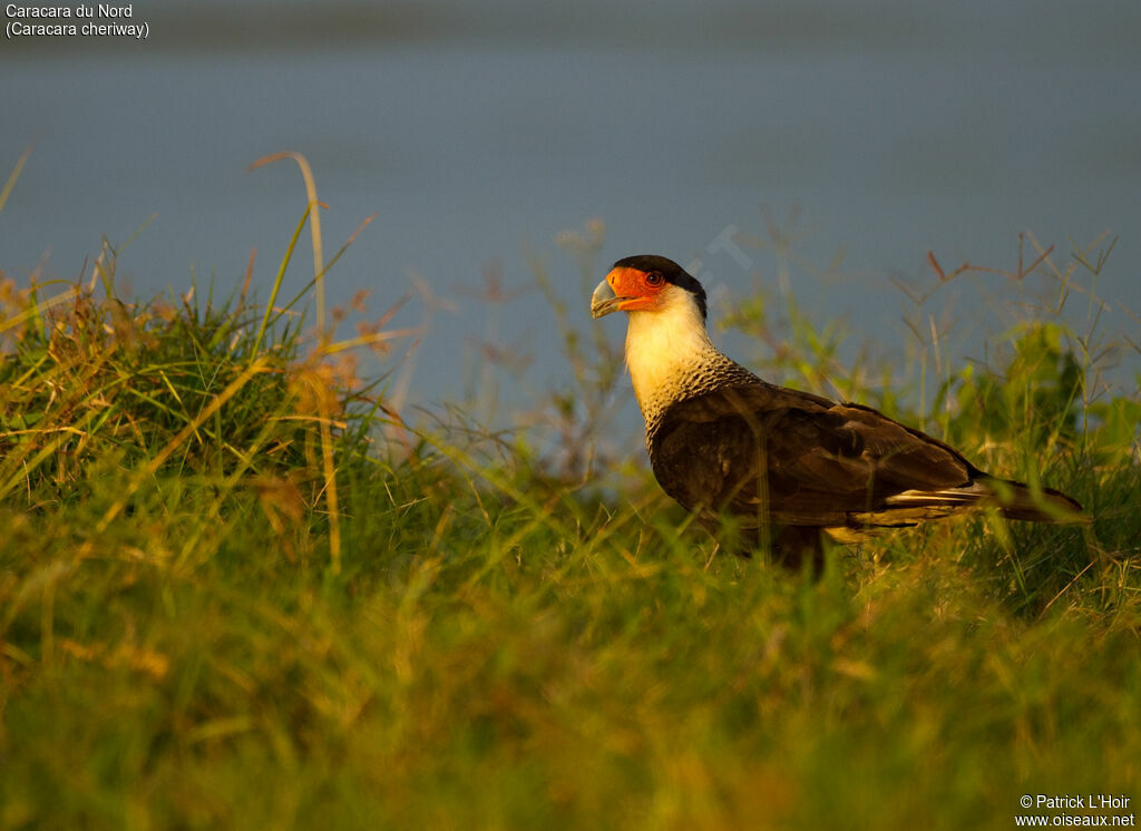 Caracara du Nordadulte