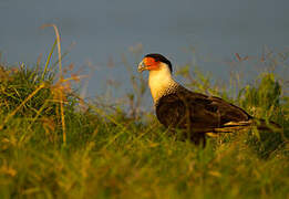 Northern Crested Caracara