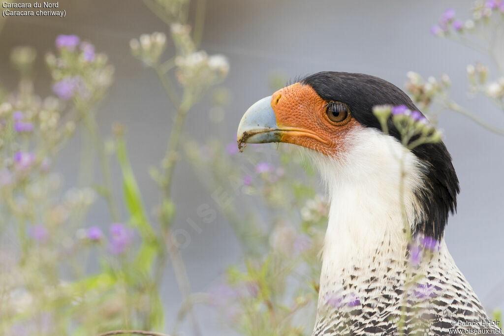 Crested Caracara (cheriway)