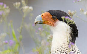 Crested Caracara (cheriway)