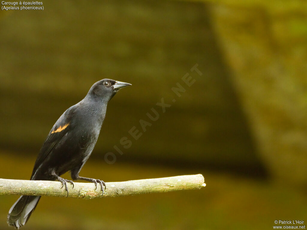 Red-winged Blackbird