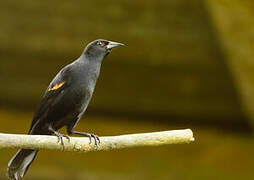 Red-winged Blackbird