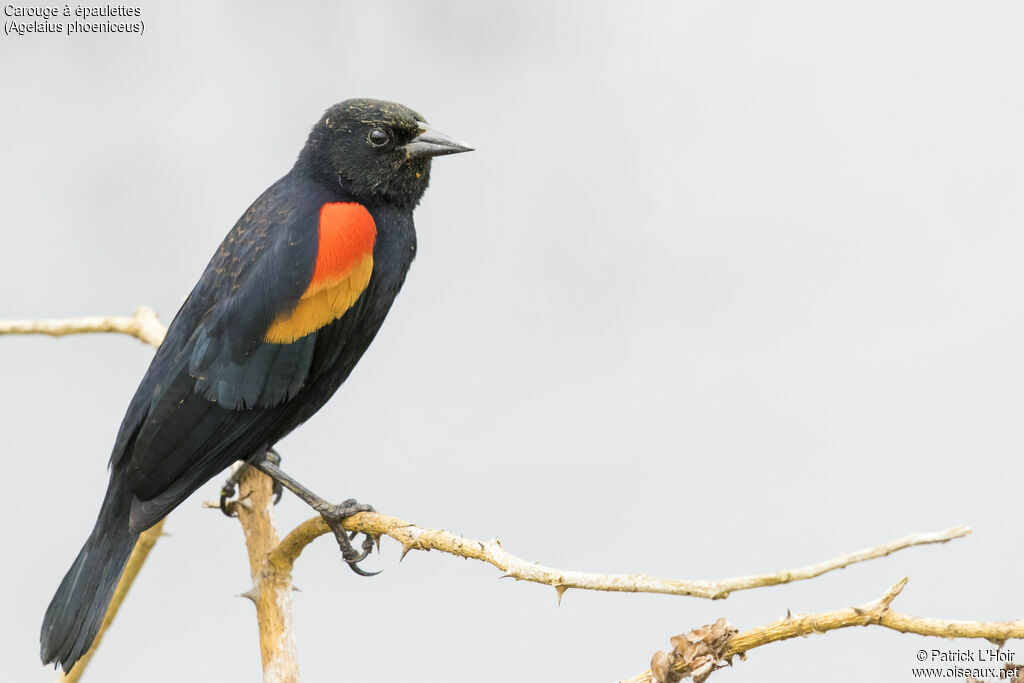 Red-winged Blackbird male adult