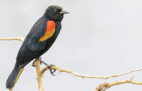 Red-winged Blackbird