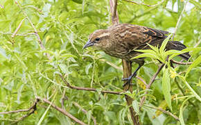 Red-winged Blackbird