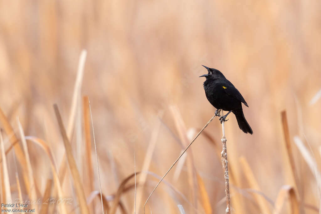 Yellow-winged Blackbird male adult, habitat, pigmentation, song