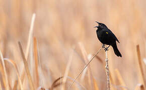 Yellow-winged Blackbird