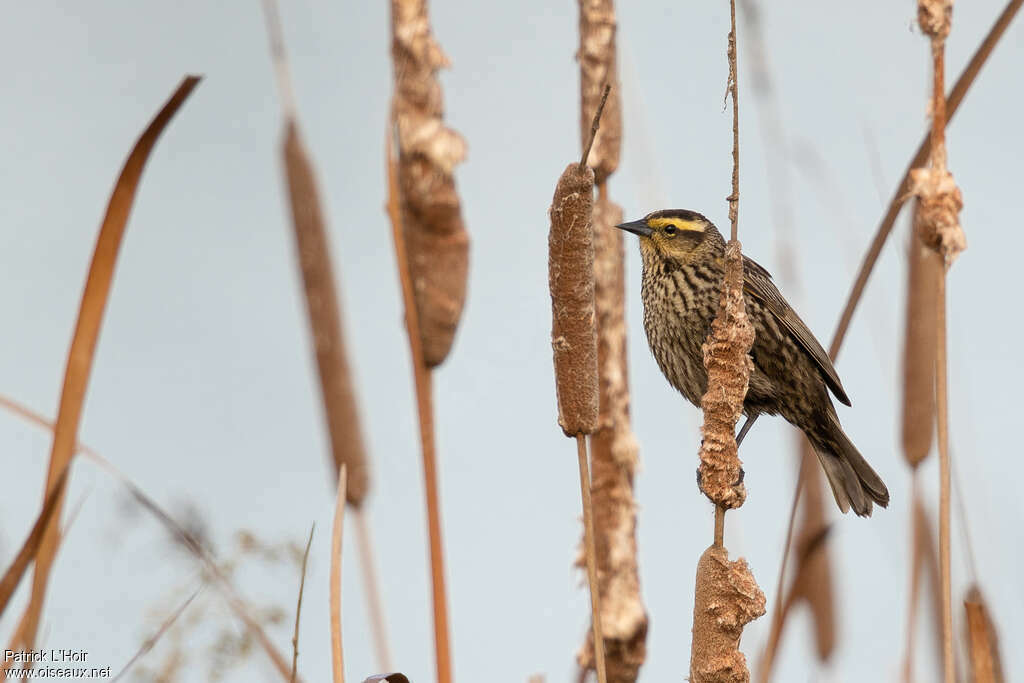 Yellow-winged Blackbird female adult, identification