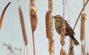 Yellow-winged Blackbird