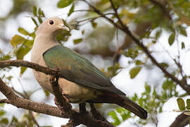 Green Imperial Pigeon