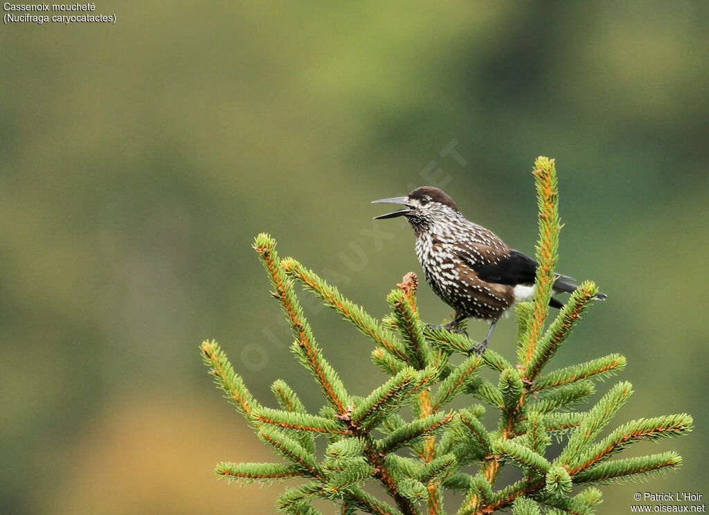 Spotted Nutcrackeradult, habitat, song