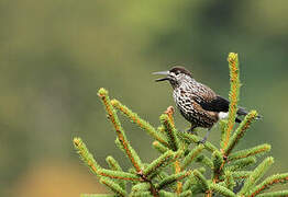 Spotted Nutcracker