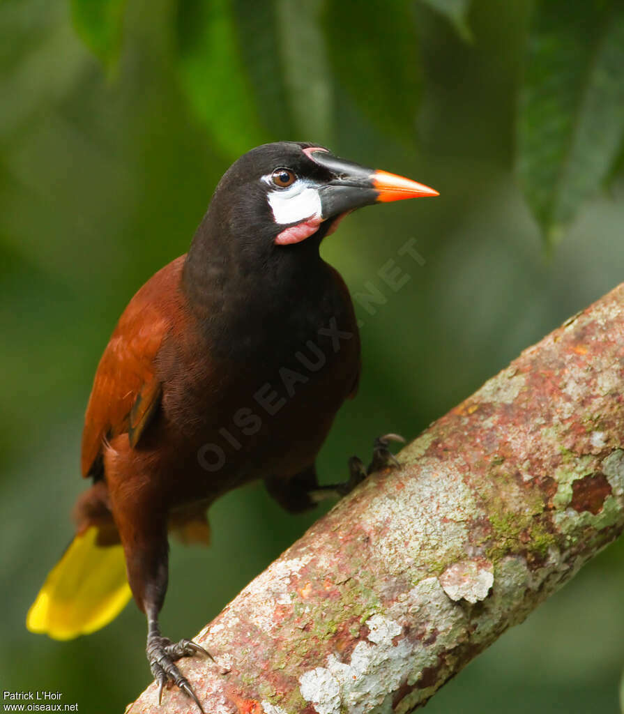 Montezuma Oropendolaadult, identification