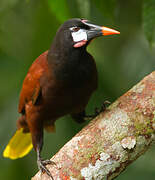 Montezuma Oropendola