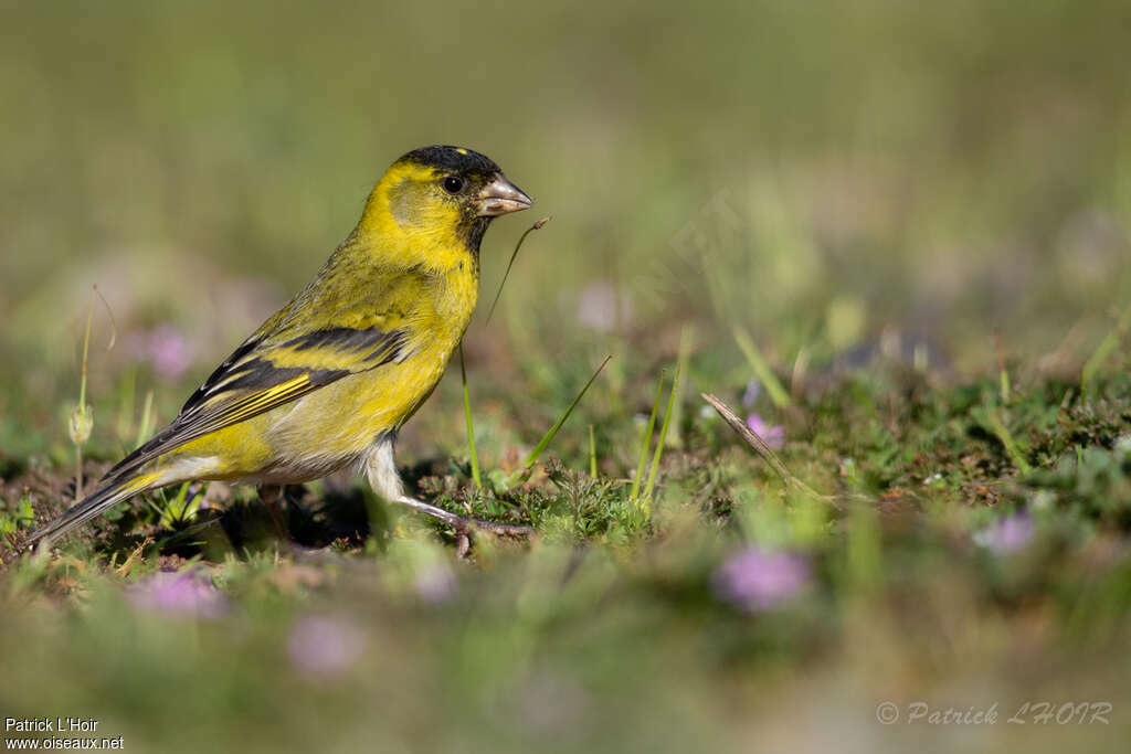 Black-chinned Siskin male adult, pigmentation, eats