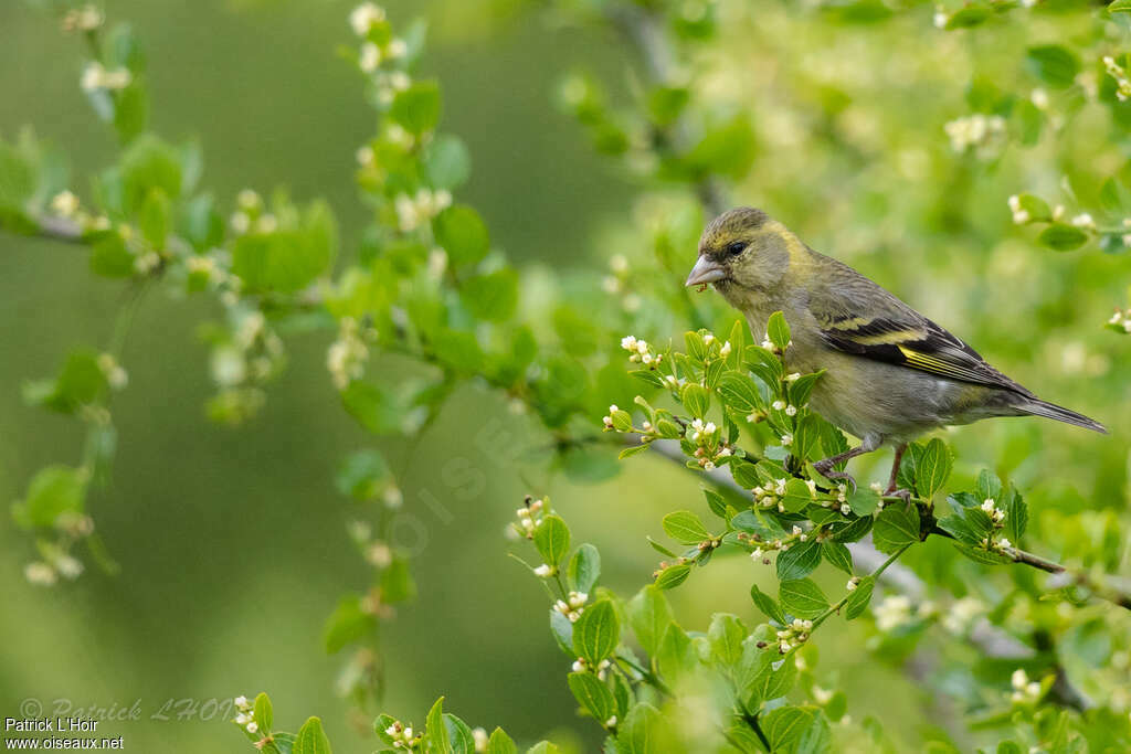 Black-chinned Siskin female adult, identification