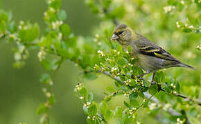 Black-chinned Siskin