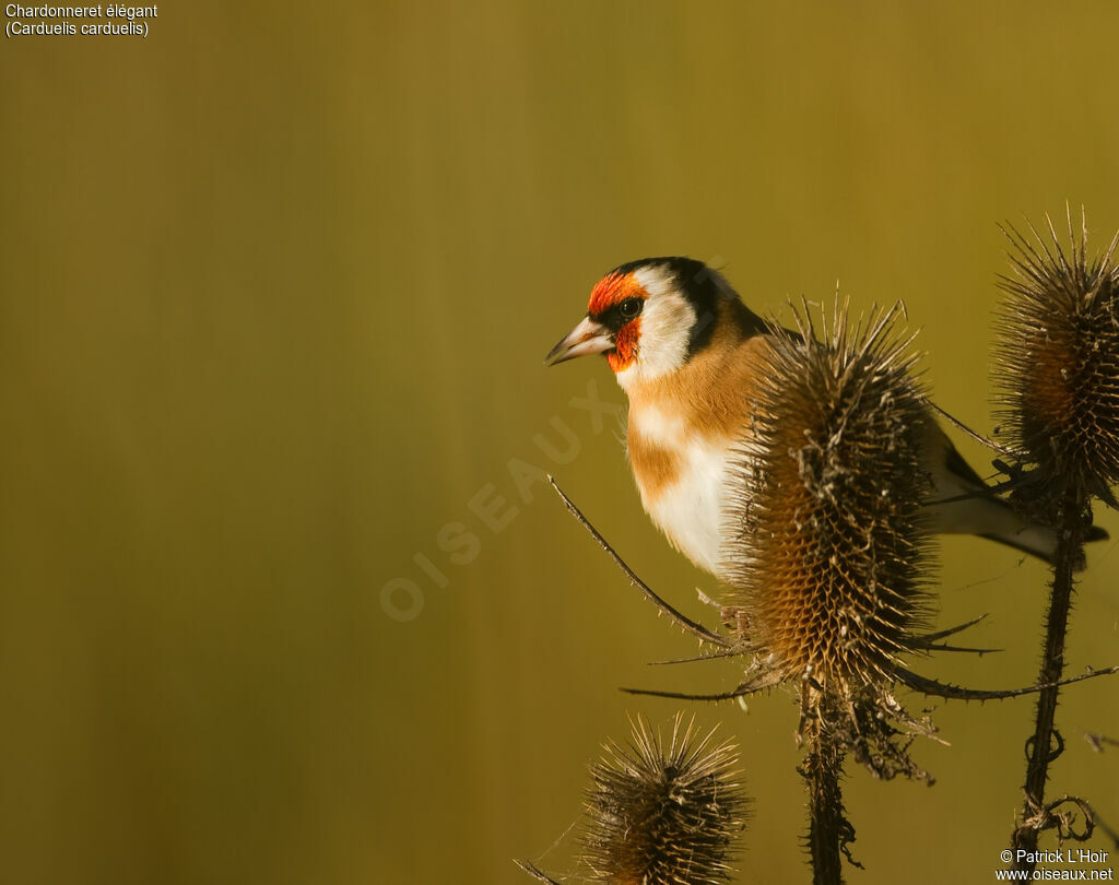 European Goldfinchadult, feeding habits