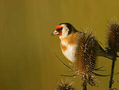 European Goldfinch