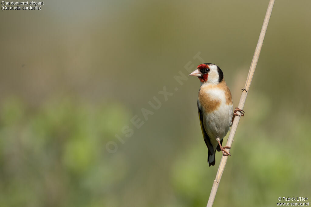 European Goldfinch