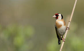 European Goldfinch