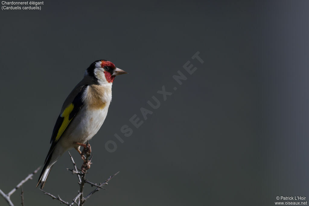 European Goldfinch