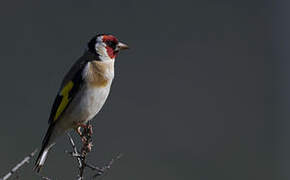 European Goldfinch