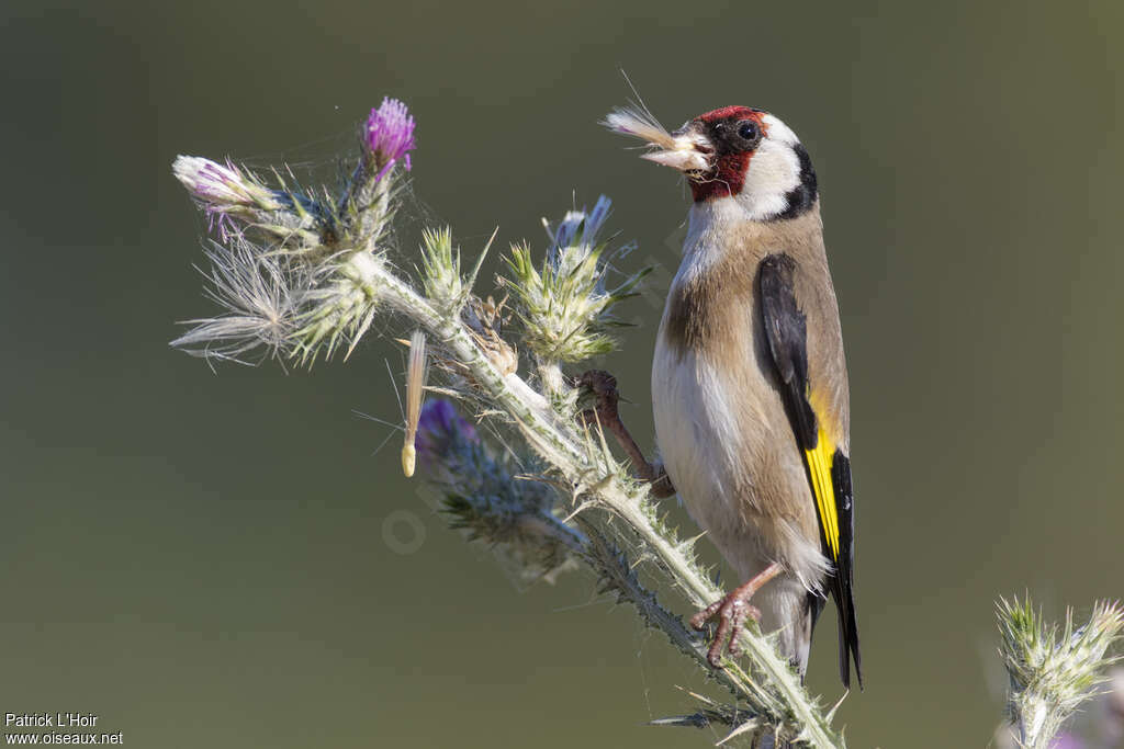 Chardonneret élégantadulte nuptial, portrait, mange