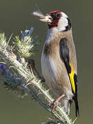 European Goldfinch