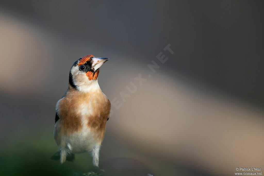 European Goldfinch