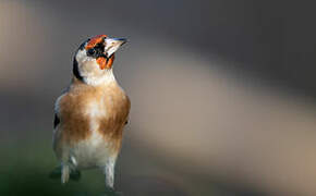 European Goldfinch