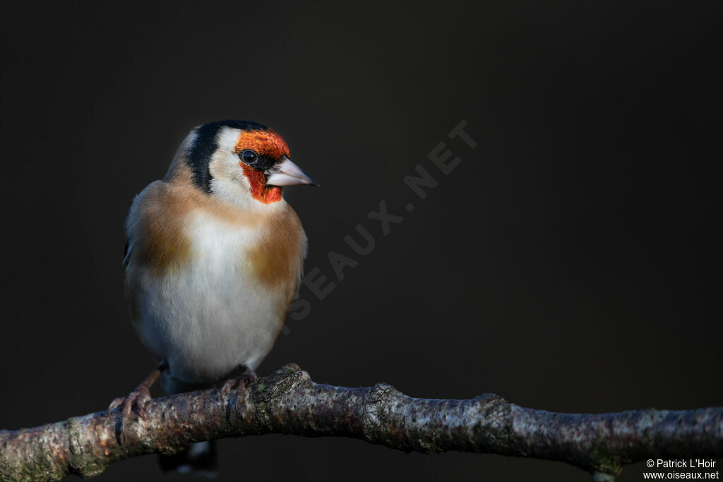 European Goldfinch