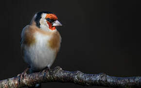 European Goldfinch