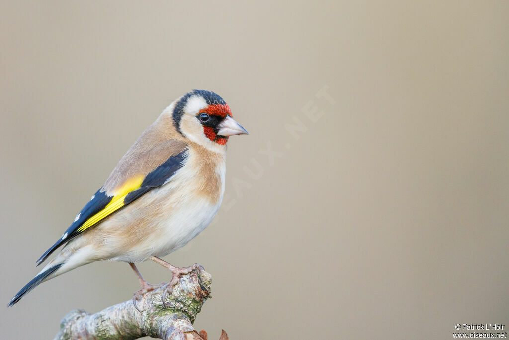 European Goldfinch