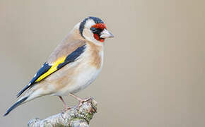 European Goldfinch