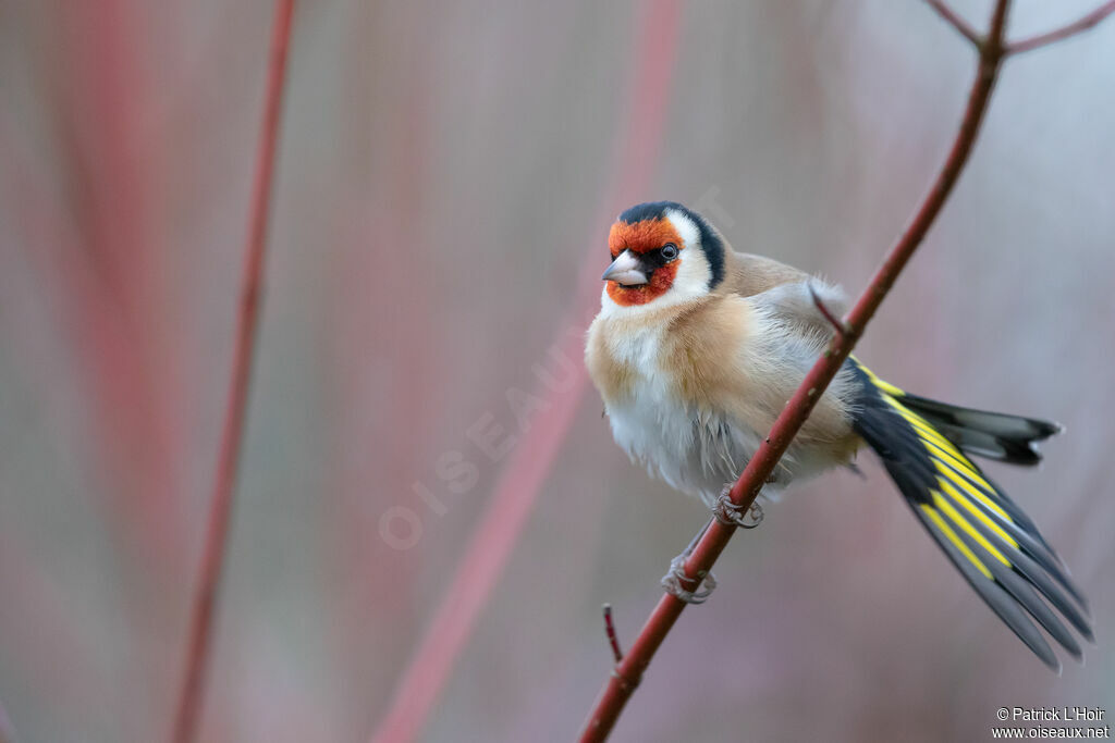 European Goldfinch