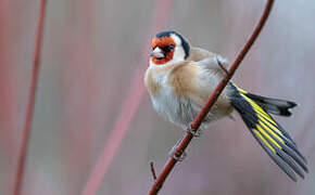 European Goldfinch