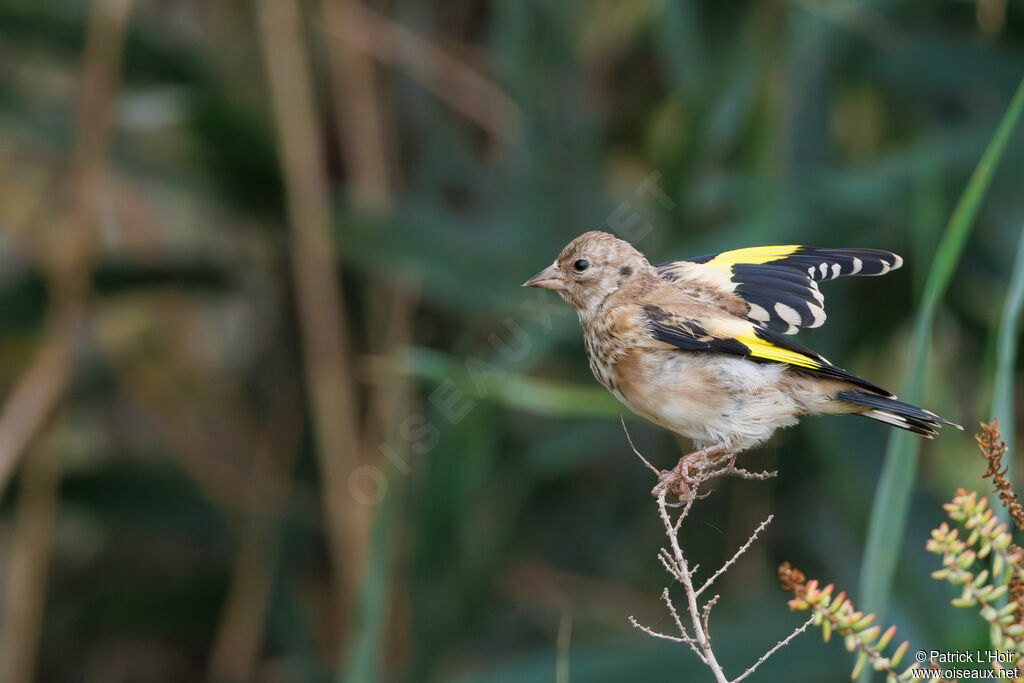 European Goldfinchjuvenile