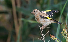 European Goldfinch