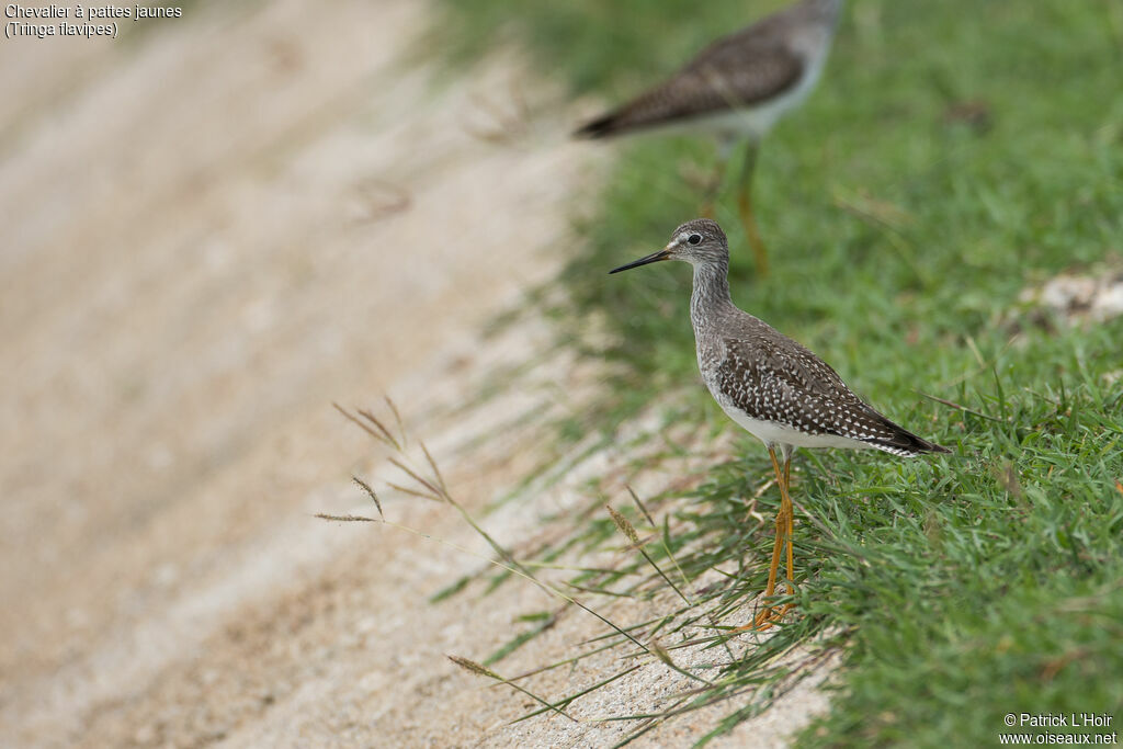 Lesser Yellowlegs