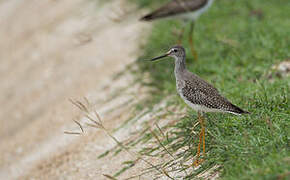 Lesser Yellowlegs