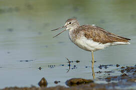 Common Greenshank